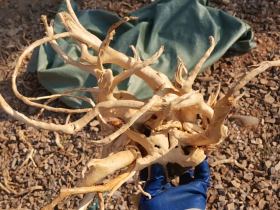 Golden Vine Aquarium Roots