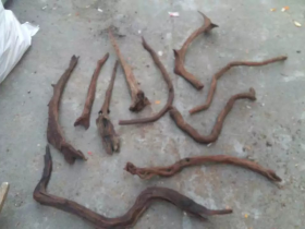 Long Driftwood for Aquairum