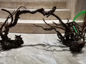 Black Azalea Root