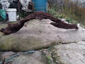 Driftwood Bridge for Reptile Pet