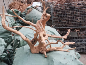 Spider Wood Natural Root