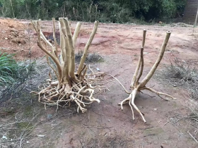 Azalea Tree for Rainforest Paludarium Decoration