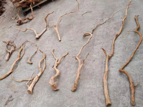 Single Direction Azalea Root