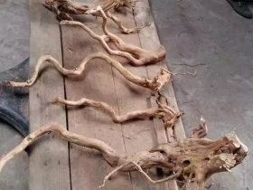 Single Root Aquarium Decoration