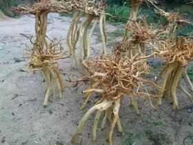 Azalea Tree for Paludarium Aquascaping
