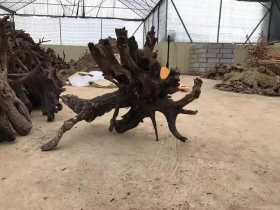 Big Driftwood 100cm up