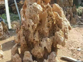 Yellow Scale Rock Bonsai Graden