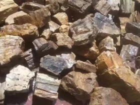 Fossilized Wood Rock Aquarium Hardscaping