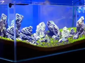 Seiryu Stone Aqua Rock