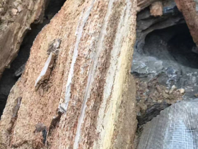 Golden Fossil Wood Aquascaping Rocks